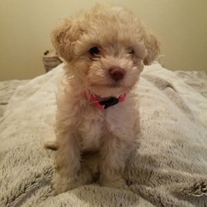 Meet your Posher, Iliana